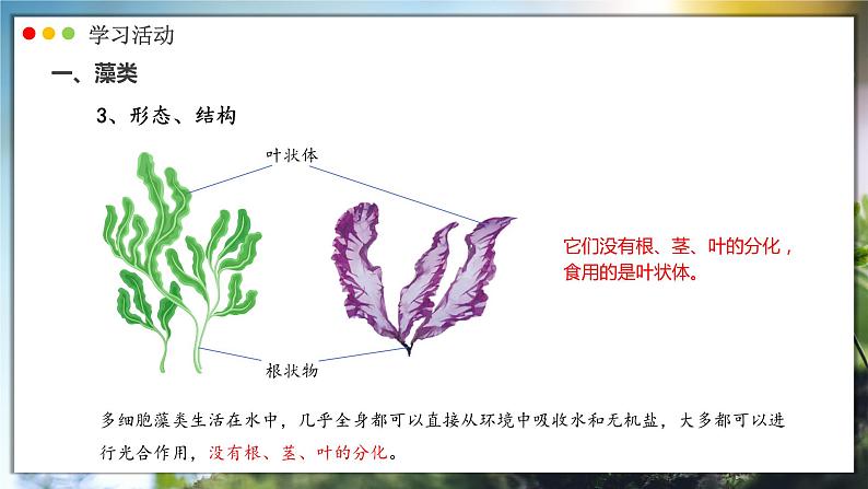 人教版生物七年级上册 2.1.1  藻类、苔藓和蕨类植物 同步课件07