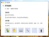 人教版生物七年级上册 2.1.2  种子植物 同步课件