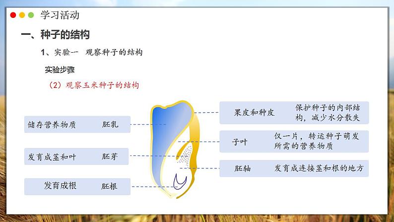 人教版生物七年级上册 2.1.2  种子植物 同步课件08