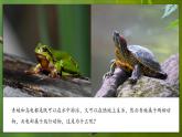 人教版生物七年级上册 2.2.2 脊椎动物—两栖动物和爬行动物 同步课件