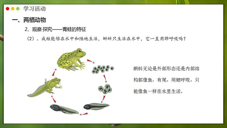 人教版生物七年级上册 2.2.2 脊椎动物—两栖动物和爬行动物 同步课件08