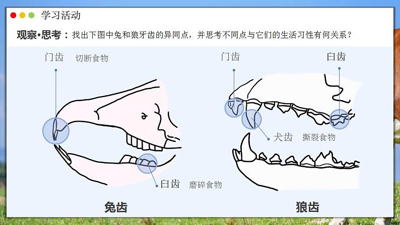 人教版生物七年级上册 2.2.2 脊椎动物—哺乳动物 同步课件08