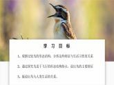 人教版生物七年级上册 2.2.2 脊椎动物—鸟 同步课件