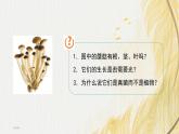 人教版生物七年级上册 2.3.3真菌 同步课件