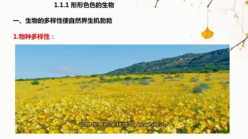 北师大版生物七年级上册 1.1.1 形形色色的生物 教学课件04