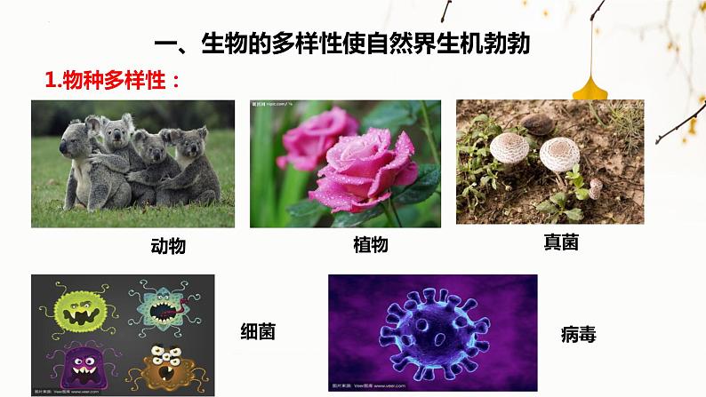 北师大版生物七年级上册 1.1.1 形形色色的生物 教学课件05