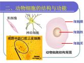 北师大版生物七年级上册 2.3.1细胞的结构与功能 教学课件
