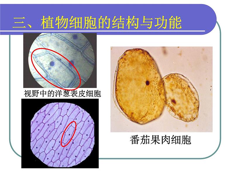 北师大版生物七年级上册 2.3.1细胞的结构与功能 教学课件第6页