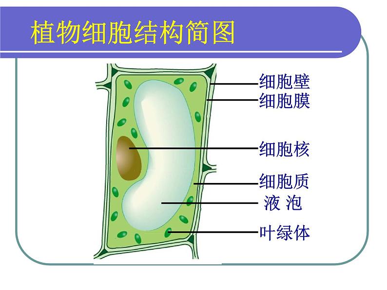 北师大版生物七年级上册 2.3.1细胞的结构与功能 教学课件第7页