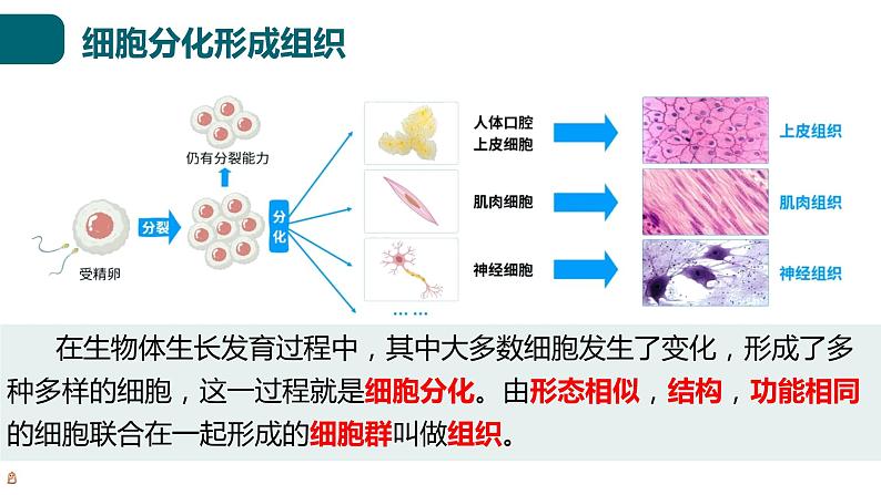 北师大版生物七年级上册 2.3.2 细胞分化形成组织 教学课件03