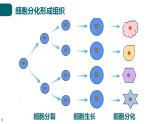 北师大版生物七年级上册 2.3.2 细胞分化形成组织 教学课件