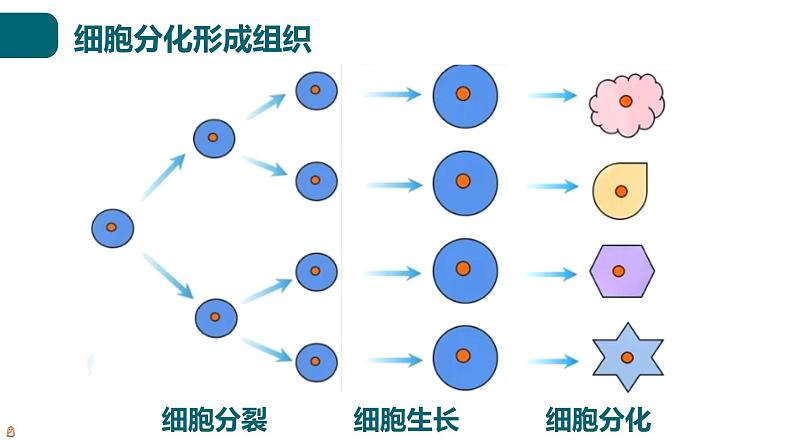 北师大版生物七年级上册 2.3.2 细胞分化形成组织 教学课件04