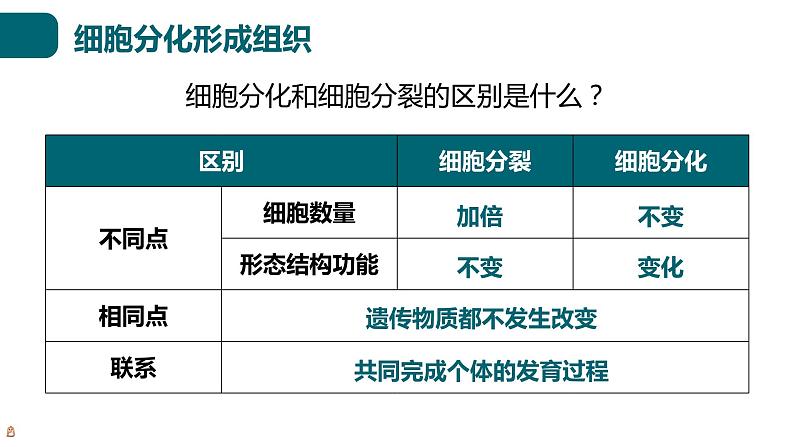 北师大版生物七年级上册 2.3.2 细胞分化形成组织 教学课件05