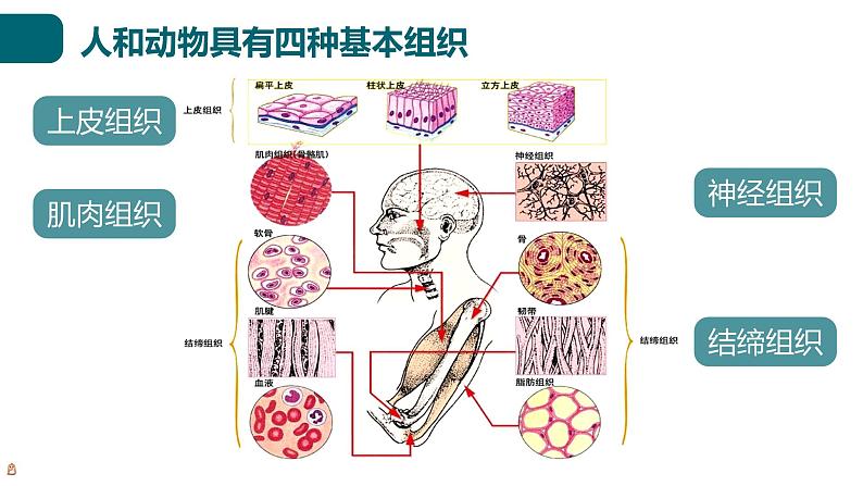 北师大版生物七年级上册 2.3.2 细胞分化形成组织 教学课件06