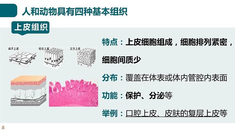 北师大版生物七年级上册 2.3.2 细胞分化形成组织 教学课件07