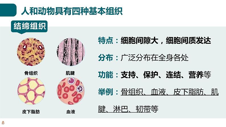 北师大版生物七年级上册 2.3.2 细胞分化形成组织 教学课件08