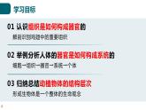 北师大版生物七年级上册 2.3.3 生物体的器官、系统 教学课件