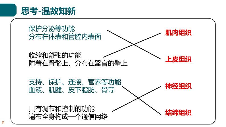 北师大版生物七年级上册 2.3.3 生物体的器官、系统 教学课件03