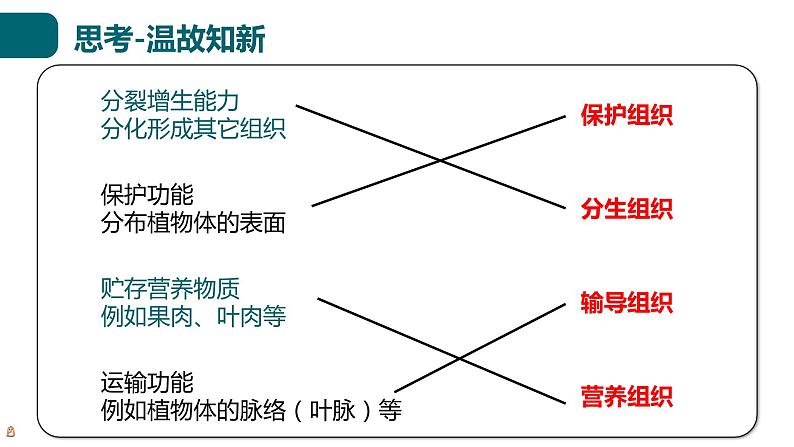 北师大版生物七年级上册 2.3.3 生物体的器官、系统 教学课件04