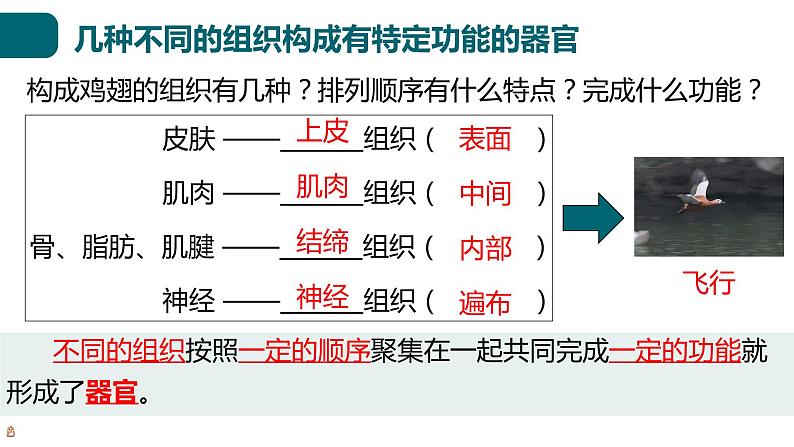 北师大版生物七年级上册 2.3.3 生物体的器官、系统 教学课件06