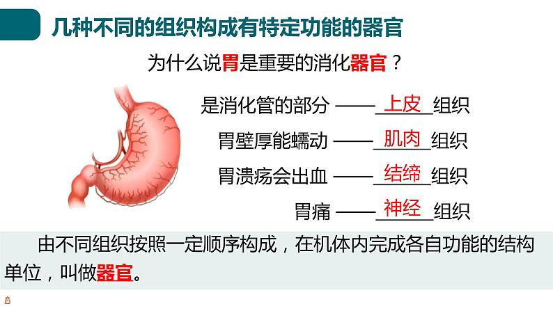 北师大版生物七年级上册 2.3.3 生物体的器官、系统 教学课件07