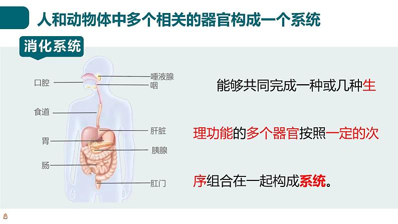 北师大版生物七年级上册 2.3.3 生物体的器官、系统 教学课件08