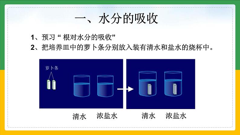 北师大版生物七年级上册 3.4.3 吸收作用 教学课件03