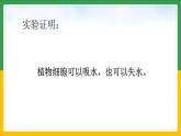 北师大版生物七年级上册 3.4.3 吸收作用 教学课件