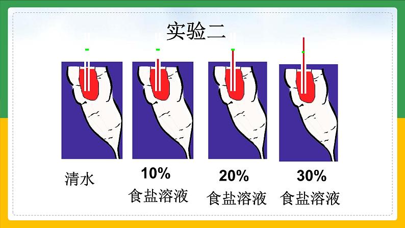 北师大版生物七年级上册 3.4.3 吸收作用 教学课件07