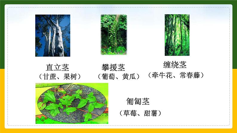 北师大版生物七年级上册 3.4.4 运输作用 教学课件第6页