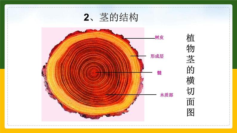 北师大版生物七年级上册 3.4.4 运输作用 教学课件第7页