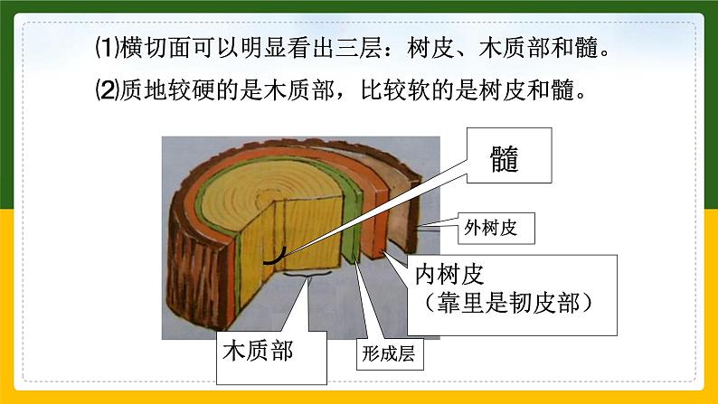 北师大版生物七年级上册 3.4.4 运输作用 教学课件第8页