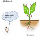 北师大版生物七年级上册 3.4.5 蒸腾作用 教学课件