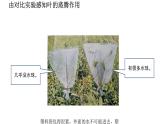 北师大版生物七年级上册 3.4.5 蒸腾作用 教学课件