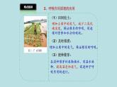 北师大版生物七年级上册 3.4.6 植物在生物圈中的作用 教学课件