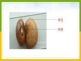 北师大版生物七年级上册 3.5.1 种子萌发形成幼苗 教学课件