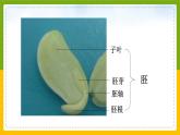 北师大版生物七年级上册 3.5.1 种子萌发形成幼苗 教学课件