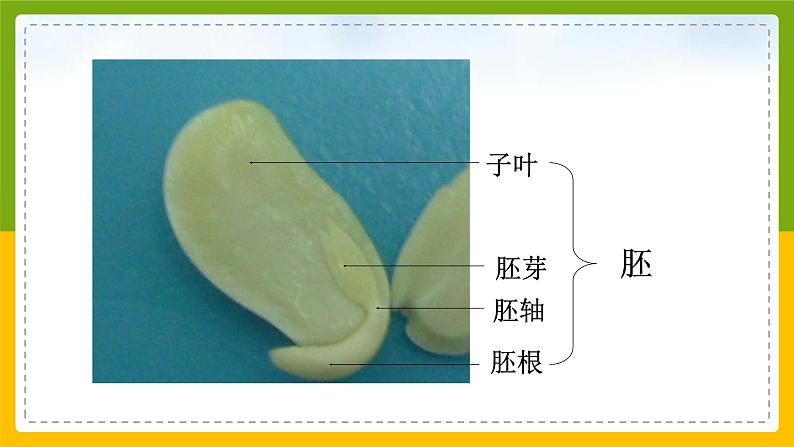 北师大版生物七年级上册 3.5.1 种子萌发形成幼苗 教学课件第3页