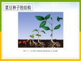 北师大版生物七年级上册 3.5.1 种子萌发形成幼苗 教学课件