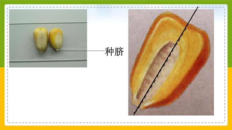 北师大版生物七年级上册 3.5.1 种子萌发形成幼苗 教学课件第5页