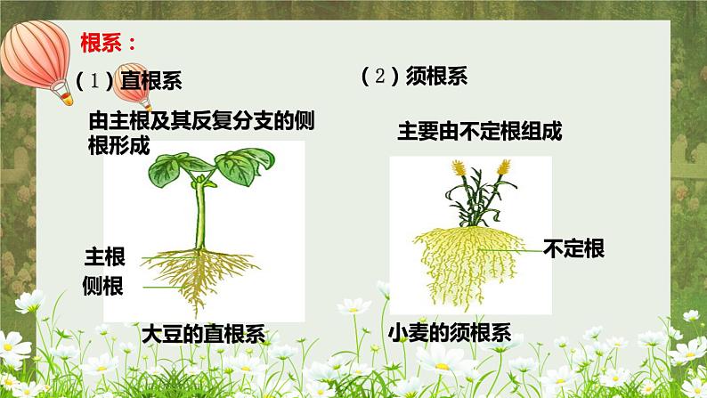 北师大版生物七年级上册 3.5.2 营养器官的生长 教学课件08