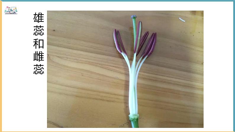 北师大版生物七年级上册 3.5.3 生殖器官的生长 教学课件02