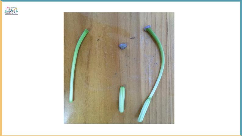 北师大版生物七年级上册 3.5.3 生殖器官的生长 教学课件03