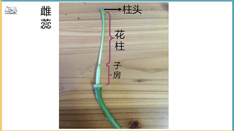 北师大版生物七年级上册 3.5.3 生殖器官的生长 教学课件04
