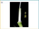 北师大版生物七年级上册 3.5.3 生殖器官的生长 教学课件