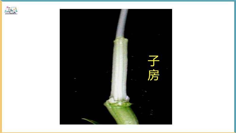 北师大版生物七年级上册 3.5.3 生殖器官的生长 教学课件05