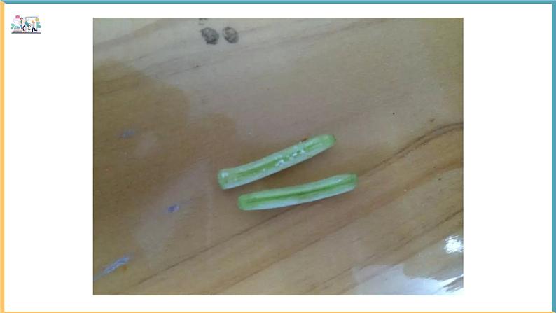 北师大版生物七年级上册 3.5.3 生殖器官的生长 教学课件06