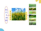 苏科版生物七年级上册 2.1 生物生存依赖一定的环境（第2课时） 同步课件