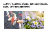 苏科版生物七年级上册 2.2 生物对环境的适应和影响（第1课时） 同步课件