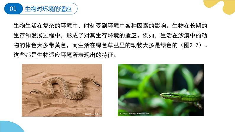 苏科版生物七年级上册 2.2 生物对环境的适应和影响（第1课时） 同步课件第6页